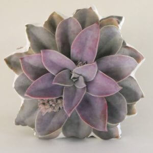Graptoveria Fred Ives Succulent Pillow