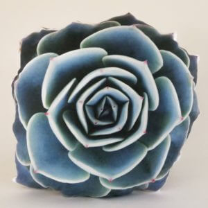 Echeveria Imbricata Succulent Pillow