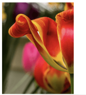 Tulips by Dot Barnard, Photographer