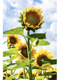 Sunflowers by Dot Barnard, Photographer