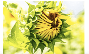 Sleepy Sunflower by Dot Barnard, Photographer