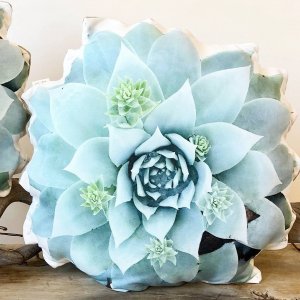 Plantillo - Dudleya Brittoni Succulent Pillow
